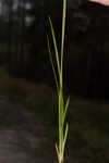 Sulphur sedge